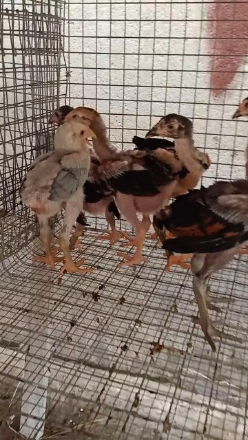 bán gà chọi con 2 tháng. Mua bán Gà tại Thành phố Thuận An Bình Dương được đăng bởi Thanh hình 1