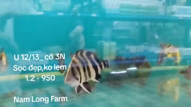 Cá hổ Indo,12/13cm,vàng,sọc chuẩn, ko lem,body đẹp. Mua bán Thú cưng khác tại Quận Bình Tân Tp Hồ Chí Minh được đăng bởi cacanhnamlong hình 1