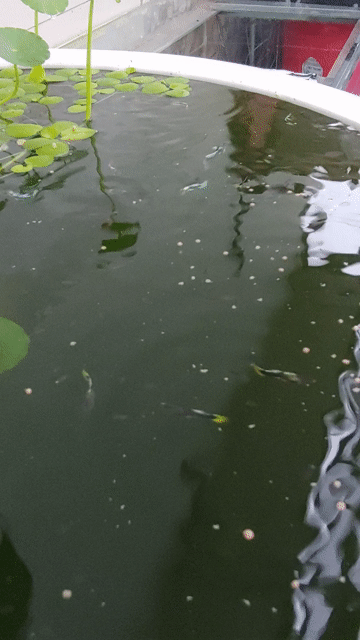 guppy Cá cảnh Cá 7 màu Nhiều màu. Mua bán Thú cưng khác tại Thành phố Biên Hòa Đồng Nai được đăng bởi Hoa Lan Sưu Tầm hình 1