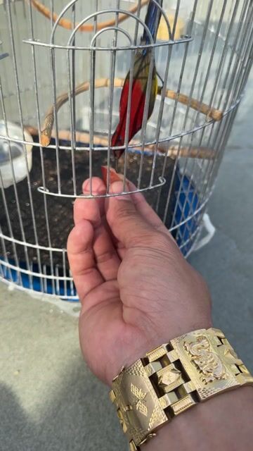 Chim ngực lửa Đỏ,. Mua bán Chim tại Quận 6 Tp Hồ Chí Minh được đăng bởi long hình 1