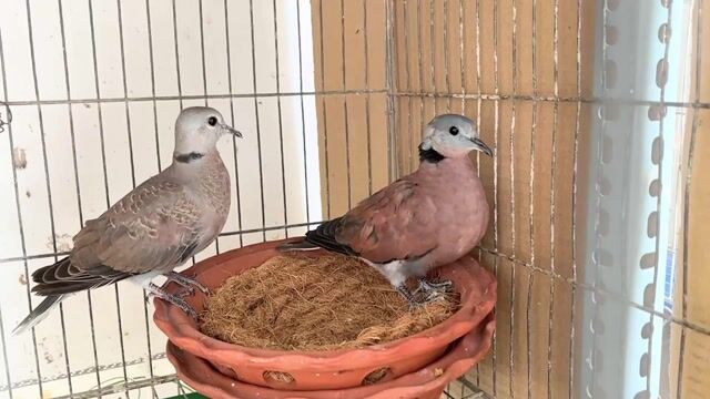 Cặp Cu Ngói nuôi sinh sản. Mua bán Chim tại Quận Ninh Kiều Cần Thơ được đăng bởi Lộc hình 1