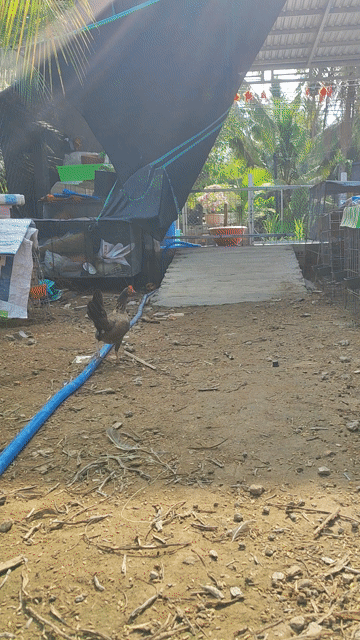 Gà  mái 7 lạng. Mua bán Gà tại Huyện Chợ Gạo Tiền Giang được đăng bởi vinh hình 1