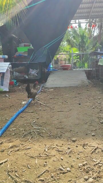 Gà  mái 7 lạng. Mua bán Gà tại Huyện Chợ Gạo Tiền Giang được đăng bởi vinh hình 1