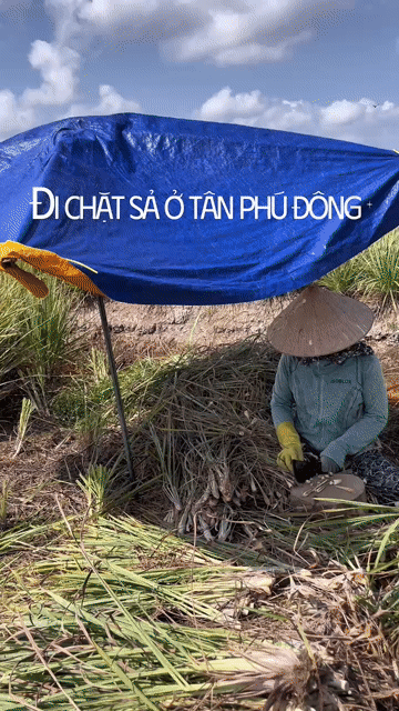 Mua bán Đất Huyện Tân Phú Đông Tiền Giang diện tích 6825 m² giá 1,24 tỷ
