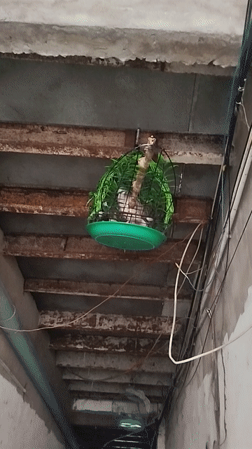 Chim cu Nâu gáy gù lớn tiếng. Mua bán Chim tại Quận 12 Tp Hồ Chí Minh được đăng bởi Phong Nguyen hình 1