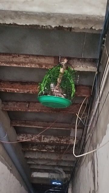 Chim cu Nâu gáy gù lớn tiếng. Mua bán Chim tại Quận 12 Tp Hồ Chí Minh được đăng bởi Phong Nguyen hình 1