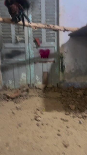 Gà Cuban lai Sweater Đực. Mua bán Gà tại Huyện Châu Thành Sóc Trăng được đăng bởi Tèo Em hình 1