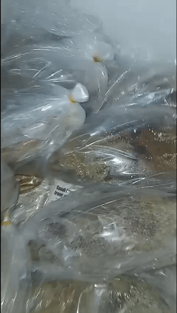 Mật ong Nguyên tổ 1kg. Mua bán Đồ ăn, thực phẩm và các loại khác tại Quận Bình Tân Tp Hồ Chí Minh được đăng bởi nguyen thanh binh hình 1