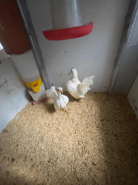 Gà Serama 2 tháng tuổi. Mua bán Gà tại Thị xã Bình Minh Vĩnh Long được đăng bởi Trình Se hình 1