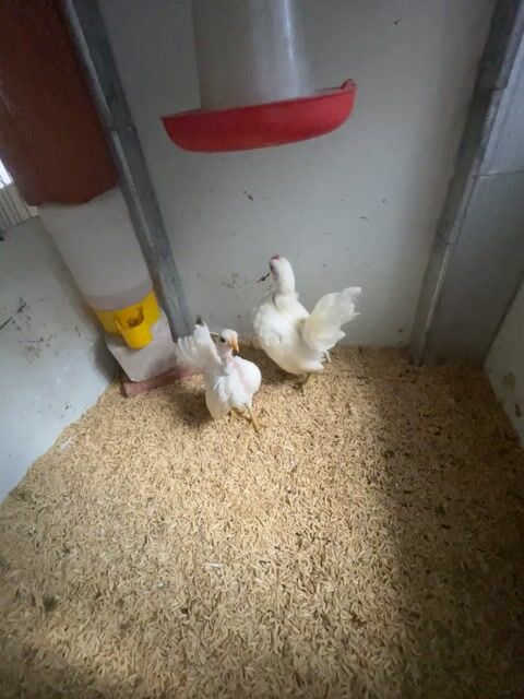 Gà Serama 2 tháng tuổi. Mua bán Gà tại Thị xã Bình Minh Vĩnh Long được đăng bởi Trình Se hình 1