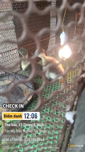 Ngỗng sư tử con Nâu xám. Mua bán Thú cưng khác tại Huyện Đức Hòa Long An được đăng bởi việt hình 1