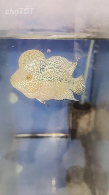 Cá cảnh La Hán Châu nhiều màu. Mua bán Thú cưng khác tại Quận 8 Tp Hồ Chí Minh được đăng bởi KIM BAO AQUARIUM hình 1