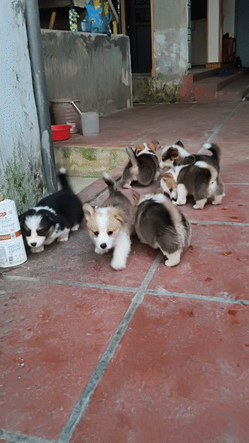 Chó Corgi 45 ngày tuổi. Mua bán Chó tại Thành phố Phủ Lý Hà Nam được đăng bởi Việt Lại Văn hình 1