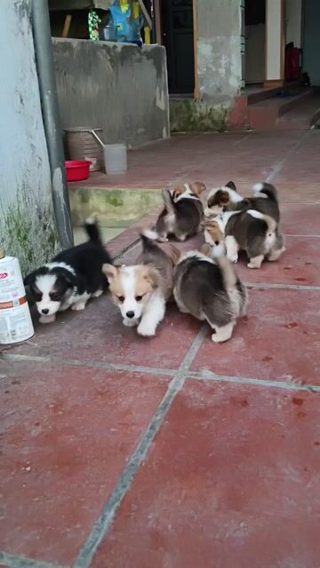 Chó Corgi 45 ngày tuổi. Mua bán Chó tại Thành phố Phủ Lý Hà Nam được đăng bởi Việt Lại Văn hình 1