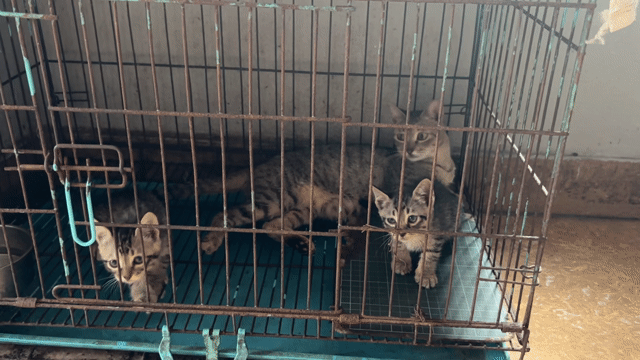 Mèo vằn. Mua bán Mèo tại Huyện Thanh Trì Hà Nội được đăng bởi Thủ Đô hình 1