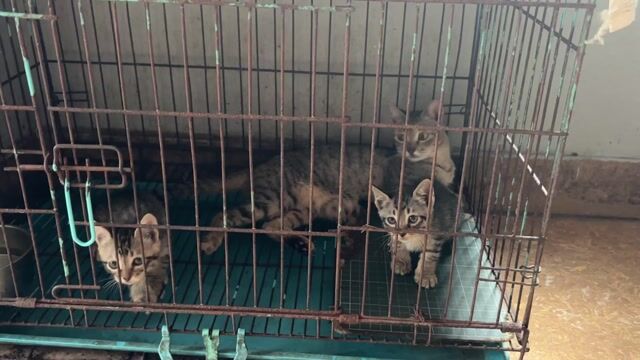 Mèo vằn. Mua bán Mèo tại Huyện Thanh Trì Hà Nội được đăng bởi Thủ Đô hình 1