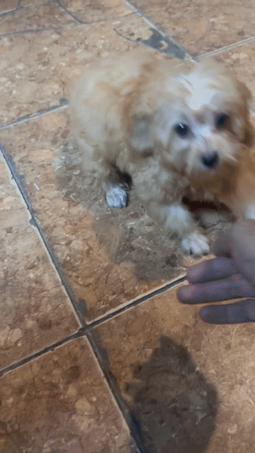 Chó Poodle nâu vàng 3 tháng đã tiêm. Mua bán Chó tại Quận Hà Đông Hà Nội được đăng bởi Nguyễn Hiếu hình 1