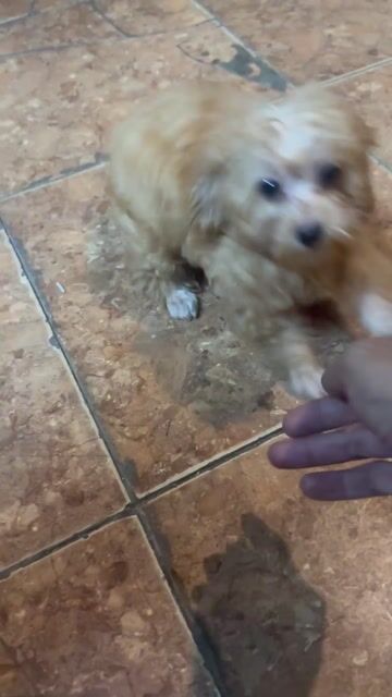 Chó Poodle nâu vàng 3 tháng đã tiêm. Mua bán Chó tại Quận Hà Đông Hà Nội được đăng bởi Nguyễn Hiếu hình 1