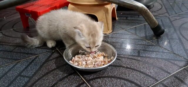MÈO ALN DỄ THƯƠNG GIÁ QUÁ HỜI. Mua bán Mèo tại Quận 12 Tp Hồ Chí Minh được đăng bởi Trần Quốc Tuấn hình 1