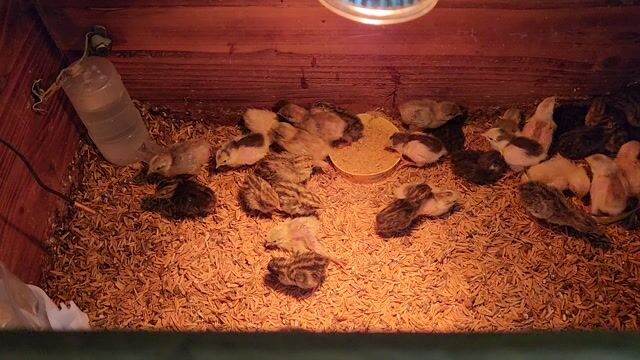 Bán gà rutin 1 tháng tuổi 2 tháng 1. Mua bán Gà tại Quận Bình Thạnh Tp Hồ Chí Minh được đăng bởi nguyễn danh hình 1