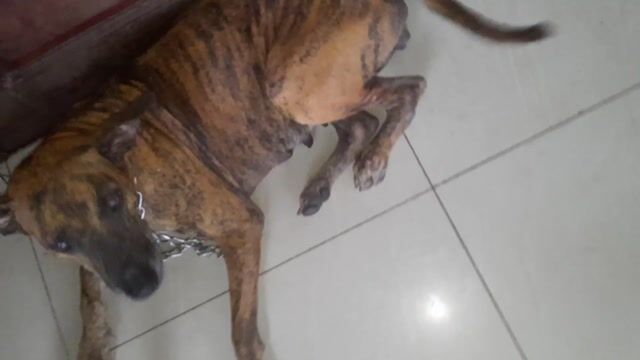 Chó Phú Quốc Đực Cái Vàng Vện Đen Thuần Chủng. Mua bán Chó tại Huyện Gò Dầu Tây Ninh được đăng bởi Nguyễn Phi Nguyễn hình 1