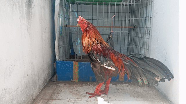 nọc xanh cán bắt răng cưa 8móng đen trạng 4kg4. Mua bán Gà tại Quận 8 Tp Hồ Chí Minh được đăng bởi phương  cán đẹp hình 1