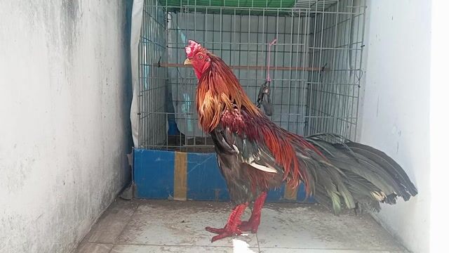 nọc xanh cán bắt răng cưa 8móng đen trạng 4kg4. Mua bán Gà tại Quận 8 Tp Hồ Chí Minh được đăng bởi phương  cán đẹp hình 1