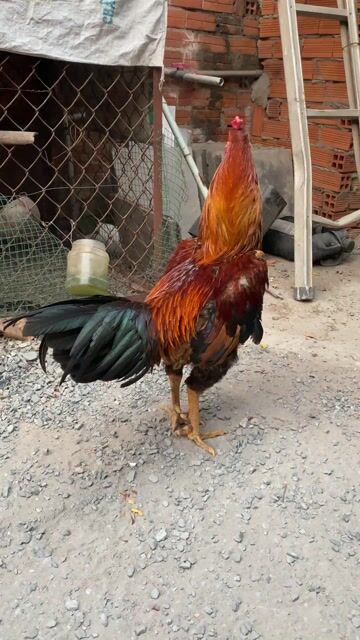 Gà chọi trống màu Vàng. Mua bán Gà tại Thị xã Bến Cát Bình Dương được đăng bởi Đại Nhân Gà Nòi hình 1
