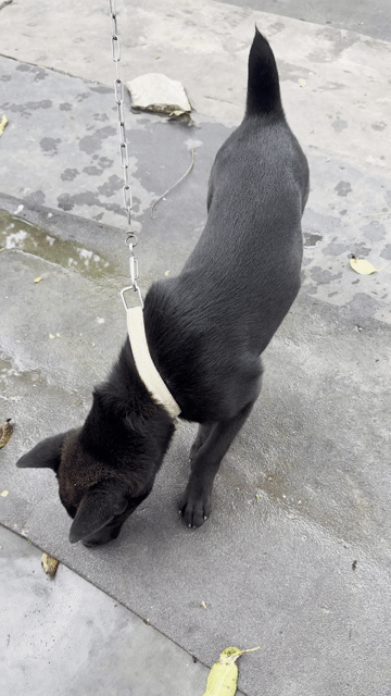 Chó Mông cộc cái 4 tháng. Mua bán Chó tại Thành phố Thủ Dầu Một Bình Dương được đăng bởi Đào Ngọc Duy hình 1