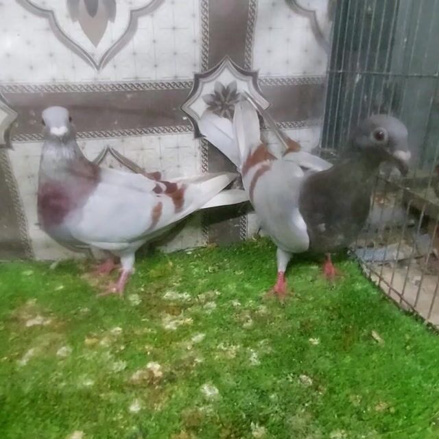 Chim bồ câu Thái đua pho 6 tháng. Mua bán Chim tại Quận Bình Tân Tp Hồ Chí Minh được đăng bởi VINH  hình 1