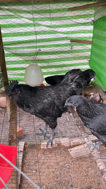 Gà H’Mong giống Hậu giang. Mua bán Gà tại Huyện Phụng Hiệp Hậu Giang được đăng bởi Lê Văn Hoài hình 1