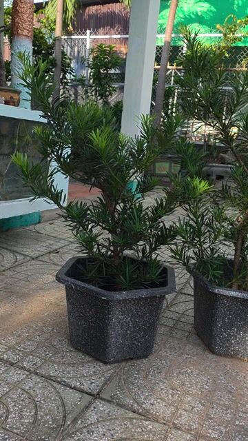 Tùng la hán Khỏe mạnh 7 cây. Mua bán Cây cảnh, đồ trang trí tại Thành phố Thủ Dầu Một Bình Dương được đăng bởi A VỸ hình 1