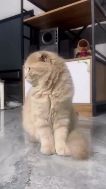 Mèo tai cụp cái vàng kem. Mua bán Mèo tại Quận Hoàng Mai Hà Nội được đăng bởi Gia Linh hình 1