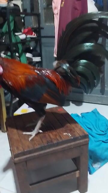 Gà tre Đực 1.1kg. Mua bán Gà tại Quận 8 Tp Hồ Chí Minh được đăng bởi Lam Ha hình 1