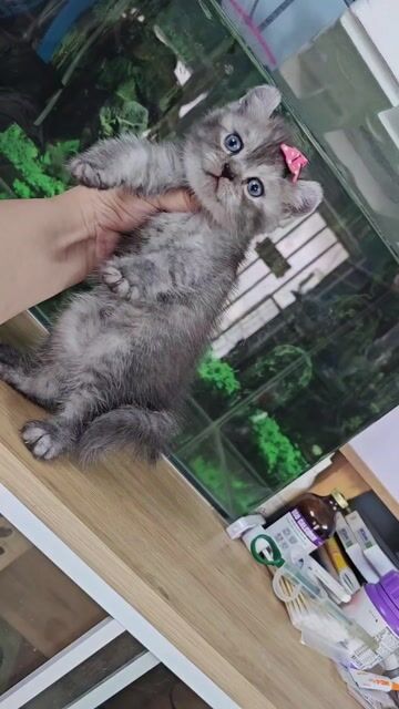 Mèo Tai xoắn đực giá siêu rẻ. Mua bán Mèo tại Thành phố Thủ Đức Tp Hồ Chí Minh được đăng bởi Nan hình 1