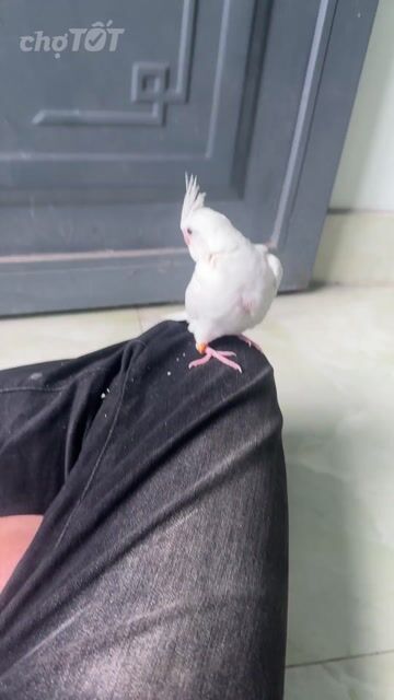 Vẹt Cockatiel Albino Trắng. Mua bán Chim tại Quận Cẩm Lệ Đà Nẵng được đăng bởi cu den hình 1