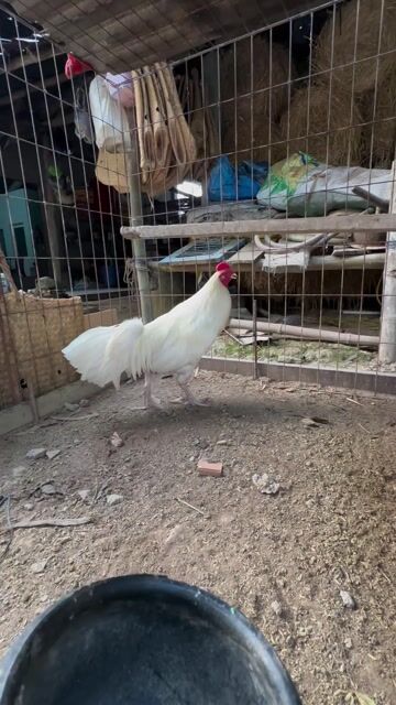 Gà Úa 3kg. Mua bán Gà tại Huyện Châu Thành Sóc Trăng được đăng bởi Trang hình 1