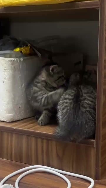 Mèo Tappy ALN. Mua bán Mèo tại Quận 10 Tp Hồ Chí Minh được đăng bởi Hà Nguyễn hình 1