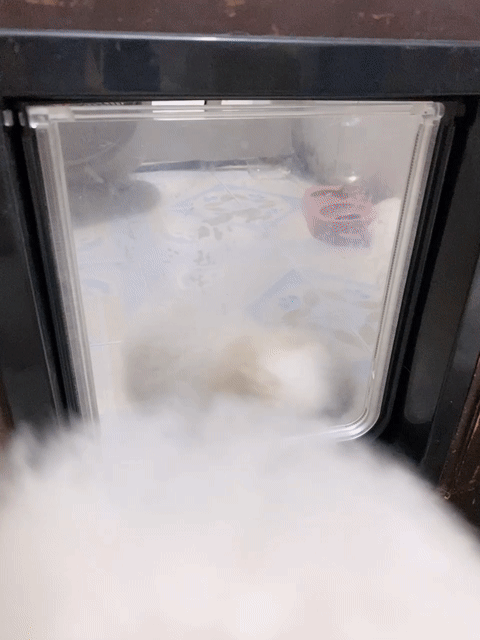 Chó Poodle Đực Trắng kem Thuần chủng. Mua bán Chó tại Quận Ba Đình Hà Nội được đăng bởi Khánh Linh hình 1