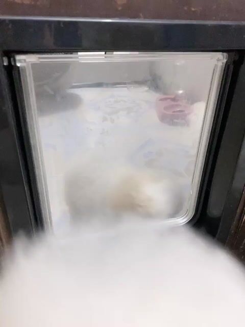 Chó Poodle Đực Trắng kem Thuần chủng. Mua bán Chó tại Quận Ba Đình Hà Nội được đăng bởi Khánh Linh hình 1