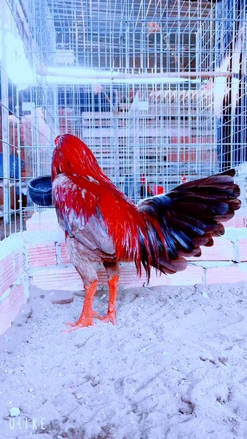 Gà chọi Xám son 3.7kg Đực. Mua bán Gà tại Thành phố Sa Đéc Đồng Tháp được đăng bởi Gà Nòi Đồng Tháp hình 1