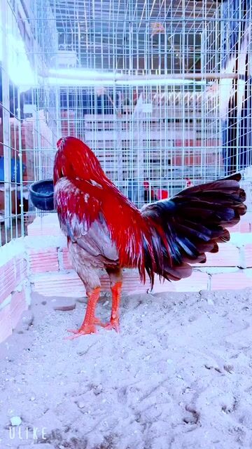 Gà chọi Xám son 3.7kg Đực. Mua bán Gà tại Thành phố Sa Đéc Đồng Tháp được đăng bởi Gà Nòi Đồng Tháp hình 1