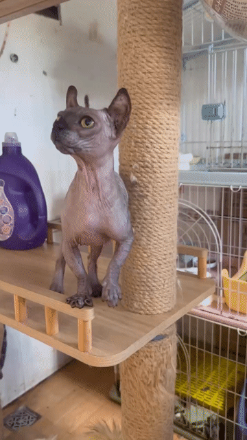 Mèo Sphynx cái Nâu xám. Mua bán Mèo tại Thành phố Thủ Đức Tp Hồ Chí Minh được đăng bởi Âu Minh Huy hình 1