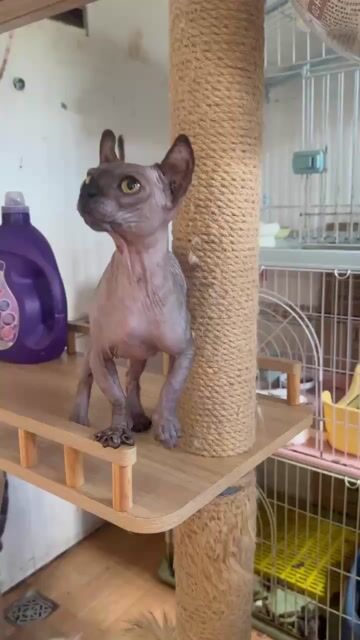 Mèo Sphynx cái Nâu xám. Mua bán Mèo tại Thành phố Thủ Đức Tp Hồ Chí Minh được đăng bởi Âu Minh Huy hình 1