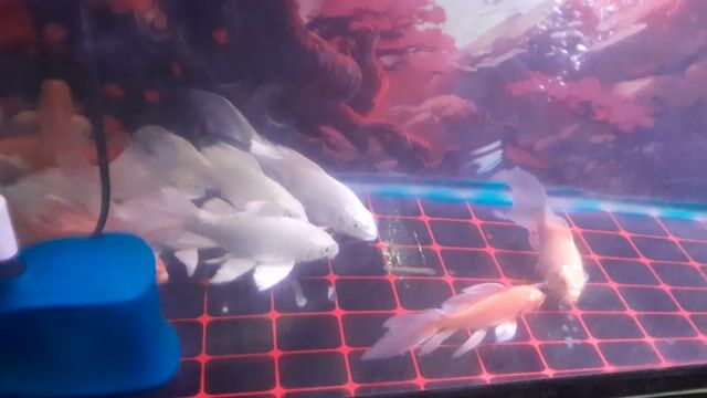 Cá chép phi tần Đỏ 10-17cm. Mua bán Thú cưng khác tại Quận Bình Thuỷ Cần Thơ được đăng bởi Bích Vy hình 1