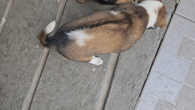 Chó cỏ lai Phú Quốc vàng kem 1 tháng. Mua bán Chó tại Thành phố Dĩ An Bình Dương được đăng bởi Đoàn Tuấn hình 1