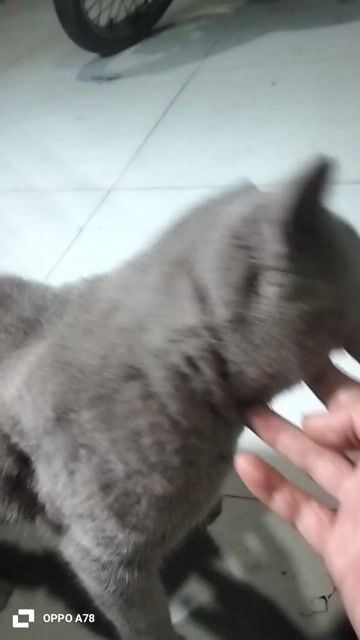 Mèo ALN đực màu Xám. Mua bán Mèo tại Quận Long Biên Hà Nội được đăng bởi Xoan Bui hình 1