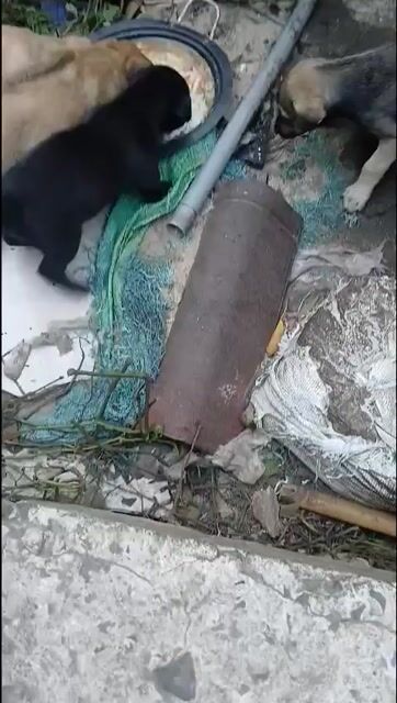 Chó mực và chó đốm vàng bò sữa. Mua bán Chó tại Huyện Hóc Môn Tp Hồ Chí Minh được đăng bởi hue hình 1