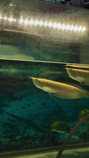 Cá rồng Ngân long abino Vàng 30cm đầu muỗn bản cao. Mua bán Thú cưng khác tại Huyện Long Thành Đồng Nai được đăng bởi Trần Tú hình 1