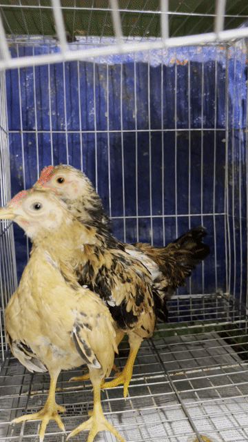 Gà tre lai Nâu đen Cả trống và mái. Mua bán Gà tại Quận 6 Tp Hồ Chí Minh được đăng bởi Dan choi ga kieng hình 1